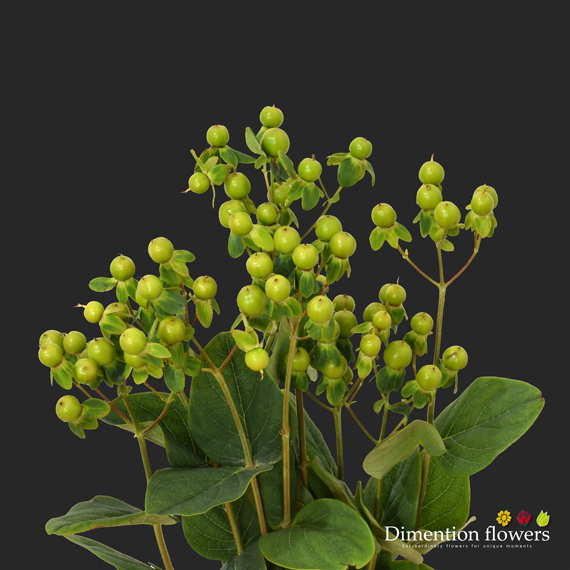 Magical Green Hypericum