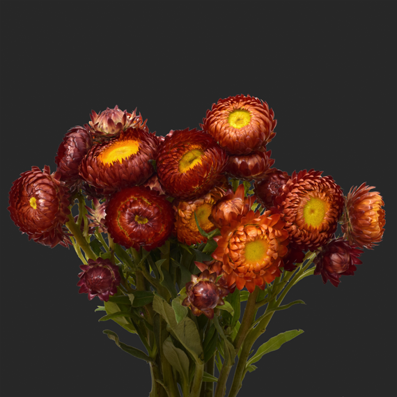 Burgundy Strawflower