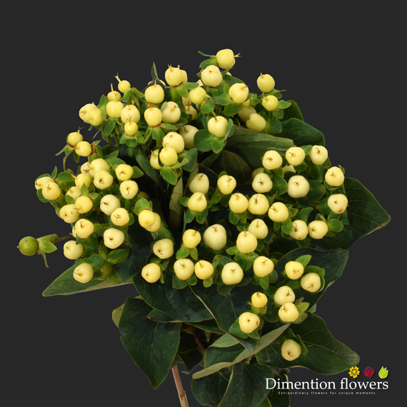 Cream Hypericum