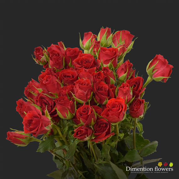 Red Spray Rose