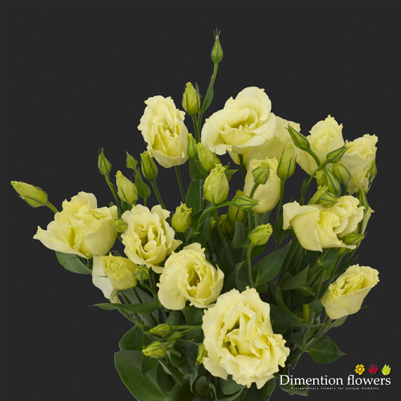 Yellow Lisianthus
