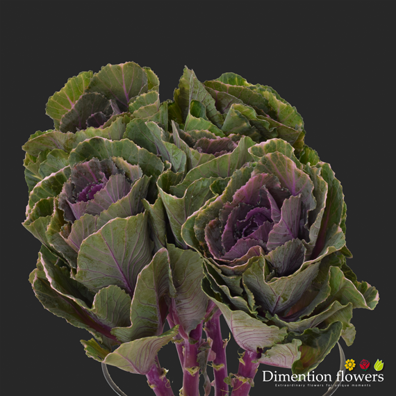 Hot Pink Kale