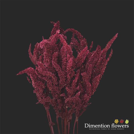 Amaranthus