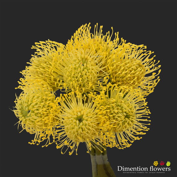 Yellow Pincushion