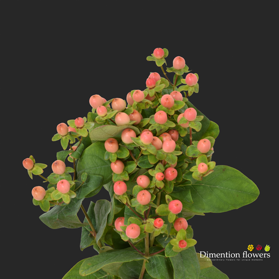 Magical Pink Peach Hypericum