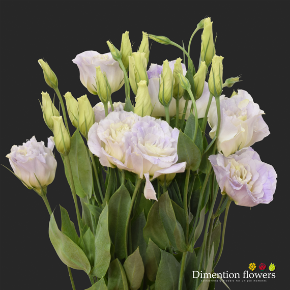 Misty Blue Lisianthus