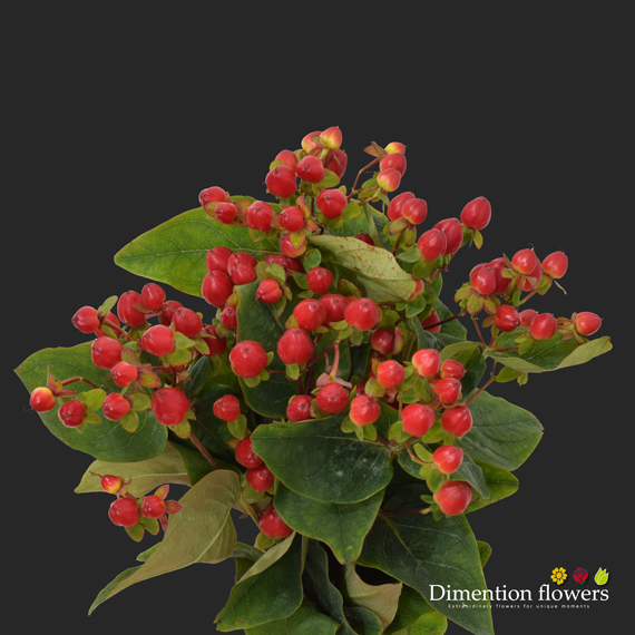 Magical Triumph Hypericum