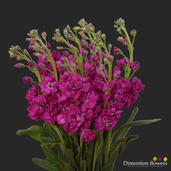 Hot Pink Stock