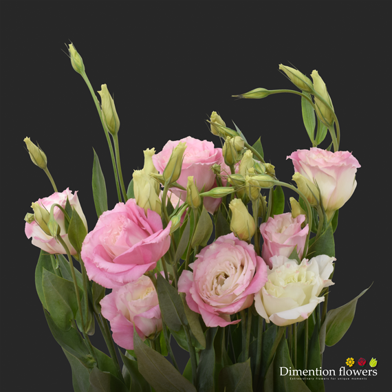Pink Lisianthus Bicolor