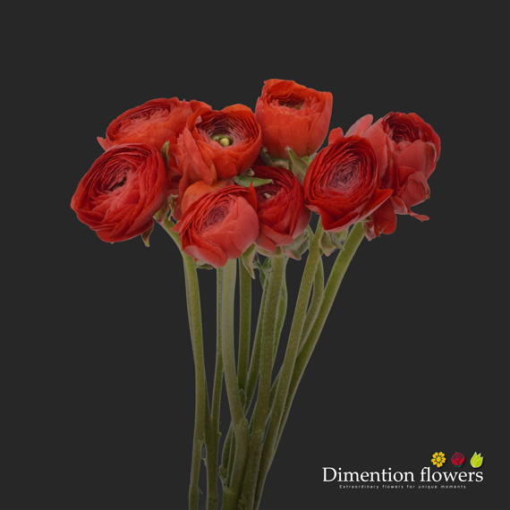 Red Ranunculus
