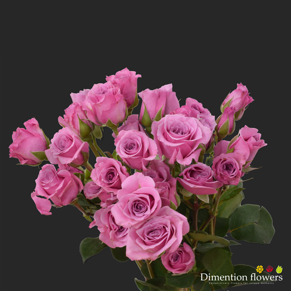 Pink Spray Rose