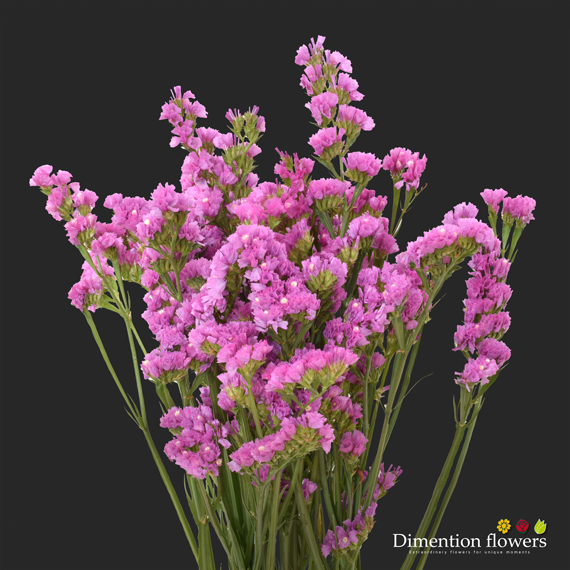 Pink Statice