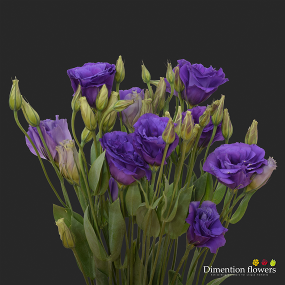 Purple Lisianthus