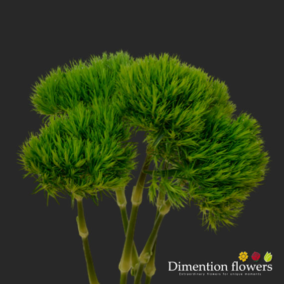 Green Trick Dianthus