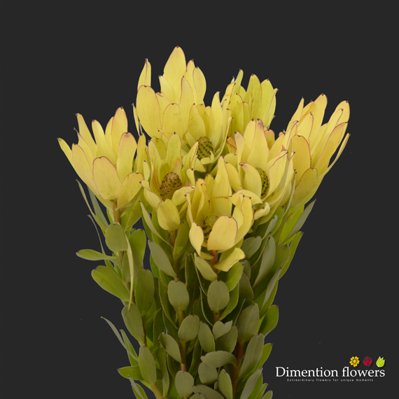 Gold Strike Protea