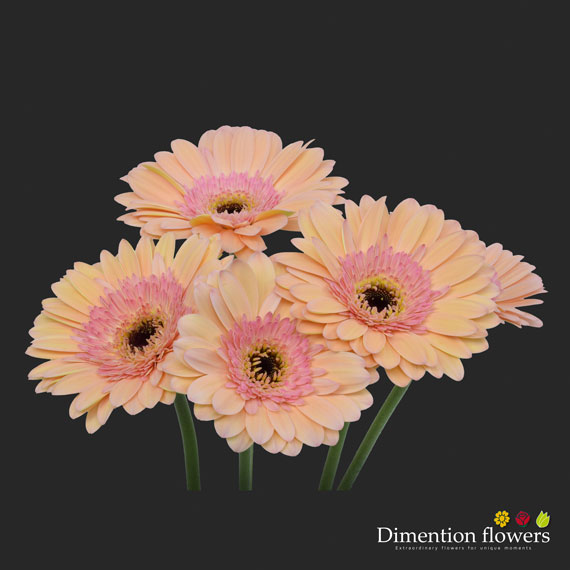 Peach Gerbera