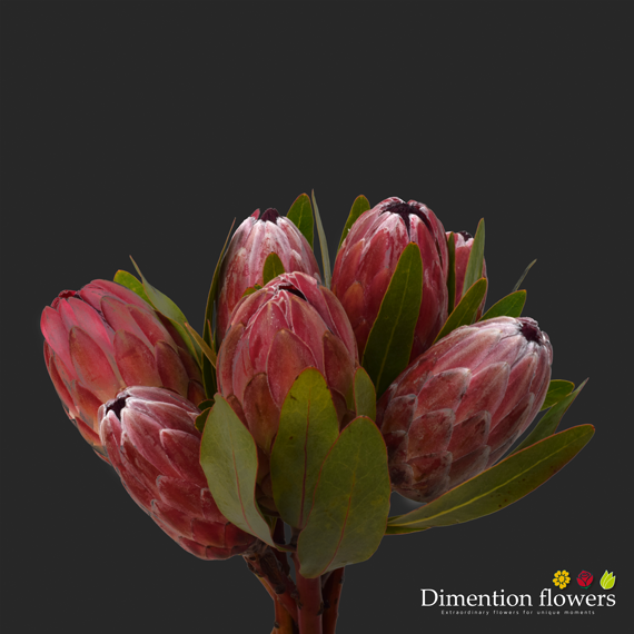 Pink Ice Protea
