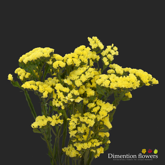 Yellow Statice
