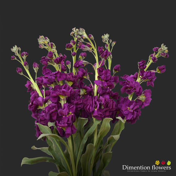Purple Stock