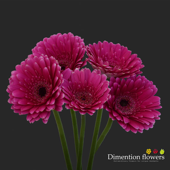 Hot Pink Gerbera