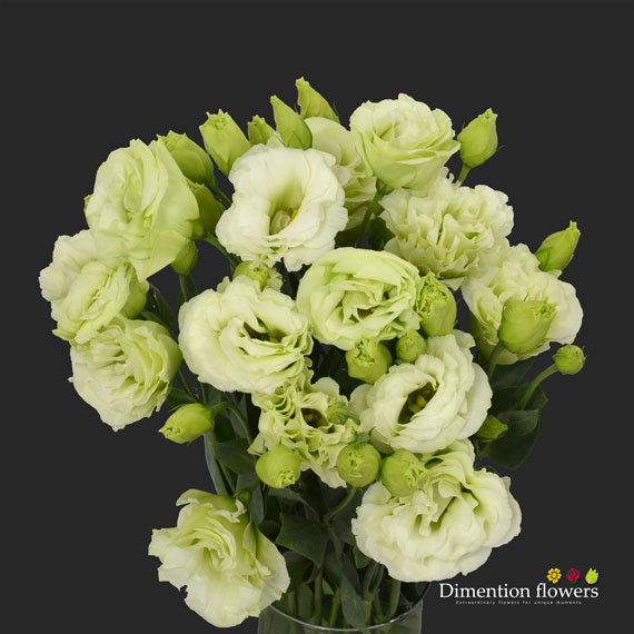 Green Lisianthus