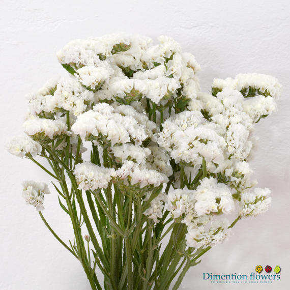 White Statice