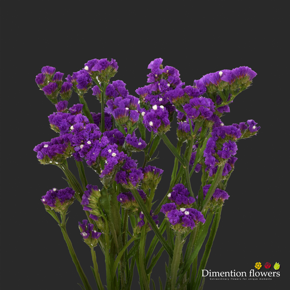Purple Statice