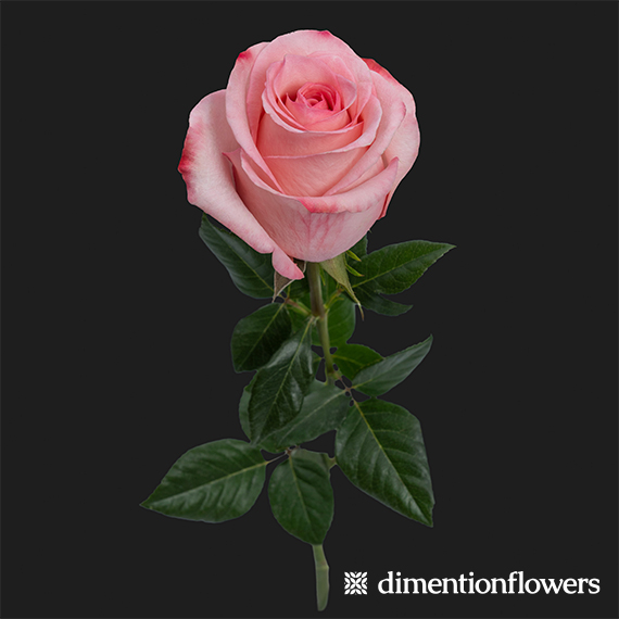 Millenial Pink