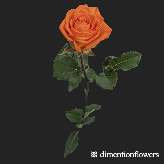 Orange Only