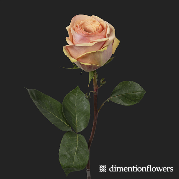 Desert Rose