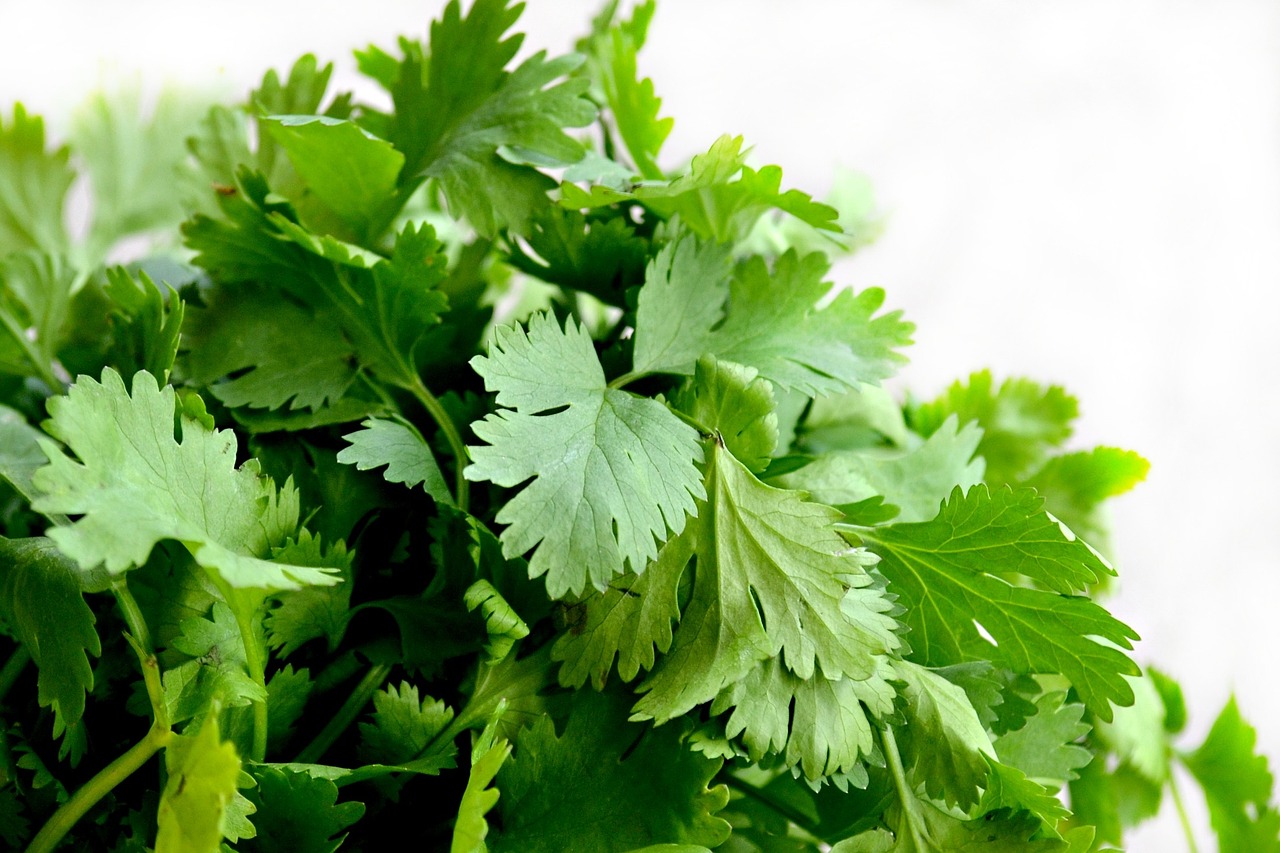 Coriander per bunch