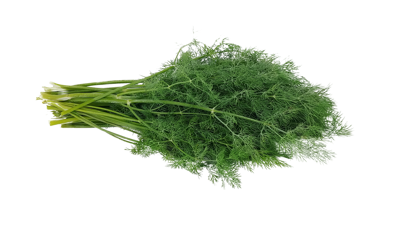 Dill per bunch