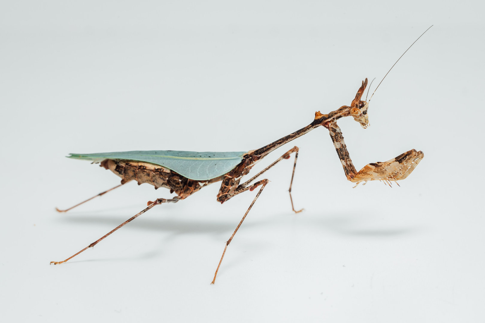 Kriptiko maldininkas