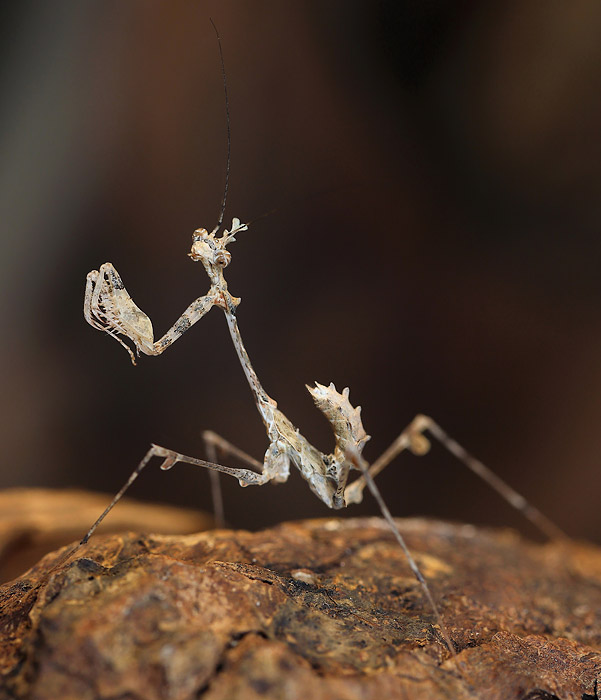 Kriptiko maldininkas