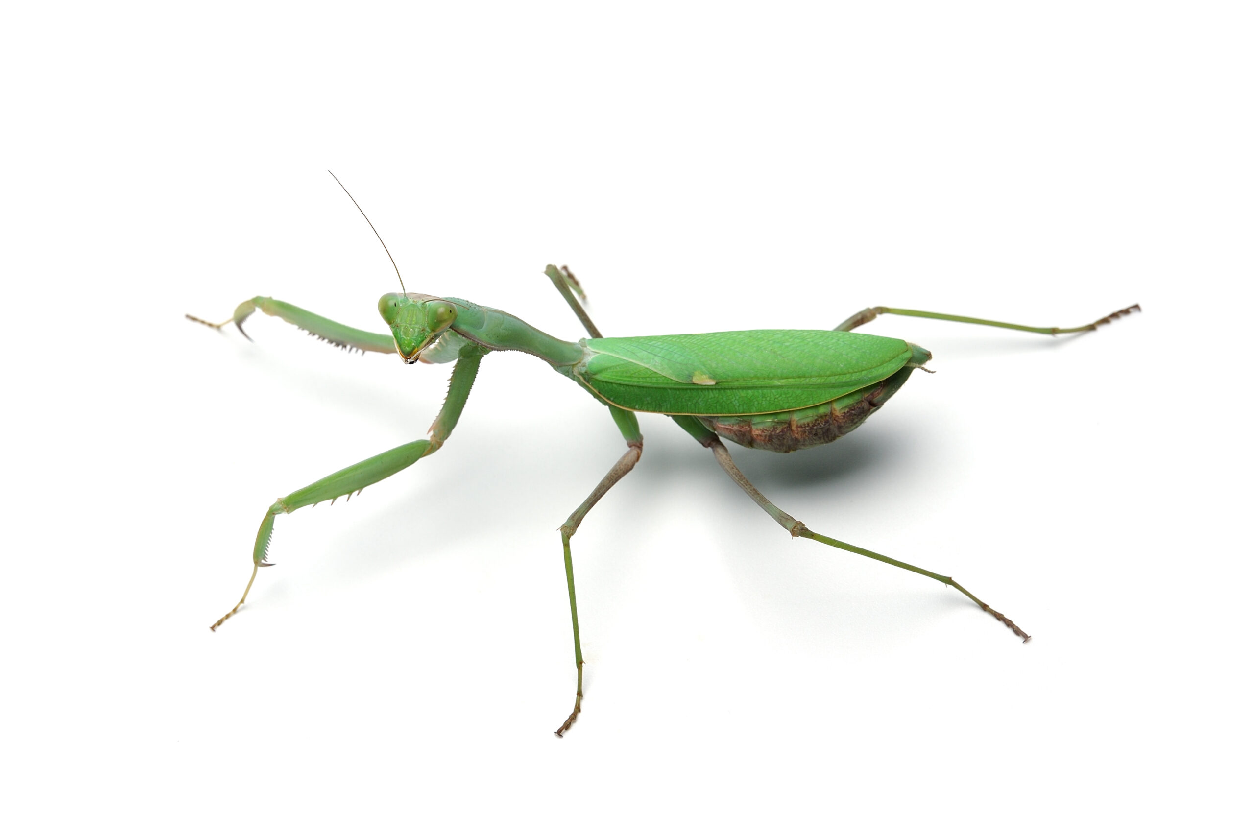 Afrikos didysis maldininkas