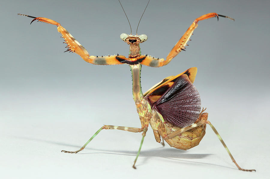 Pumpurinis maldininkas