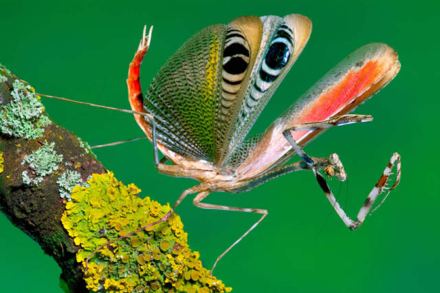 Azijos povo maldininkas