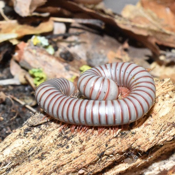 Tailando vaivorykštinis šimtakojis