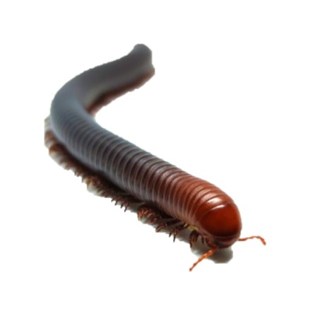 Geltonasis šimtakojis