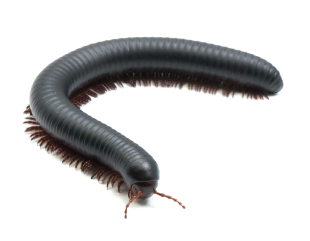 Gigantiškasis Afrikos šimtakojis