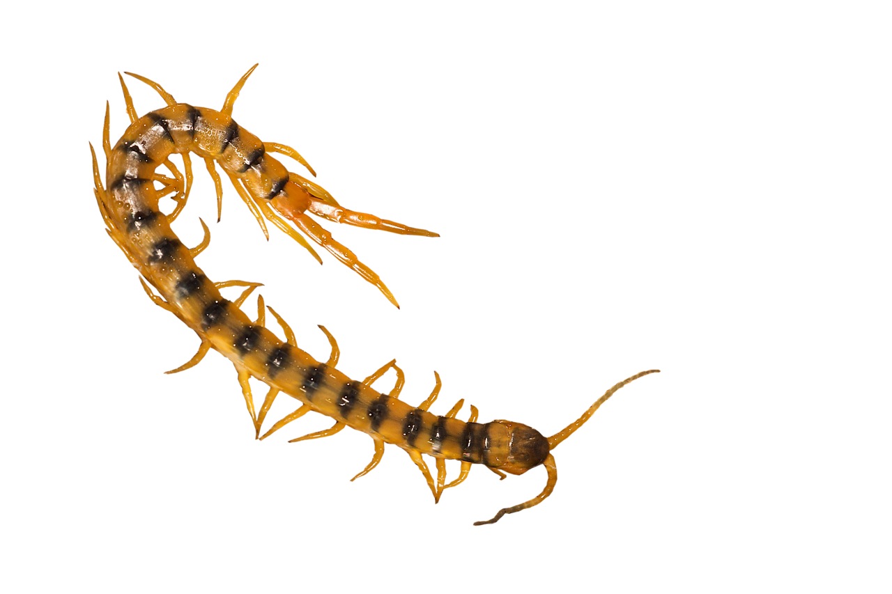 Juostuotasis šimtakojis