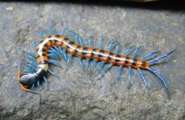 Juostuotasis šimtakojis