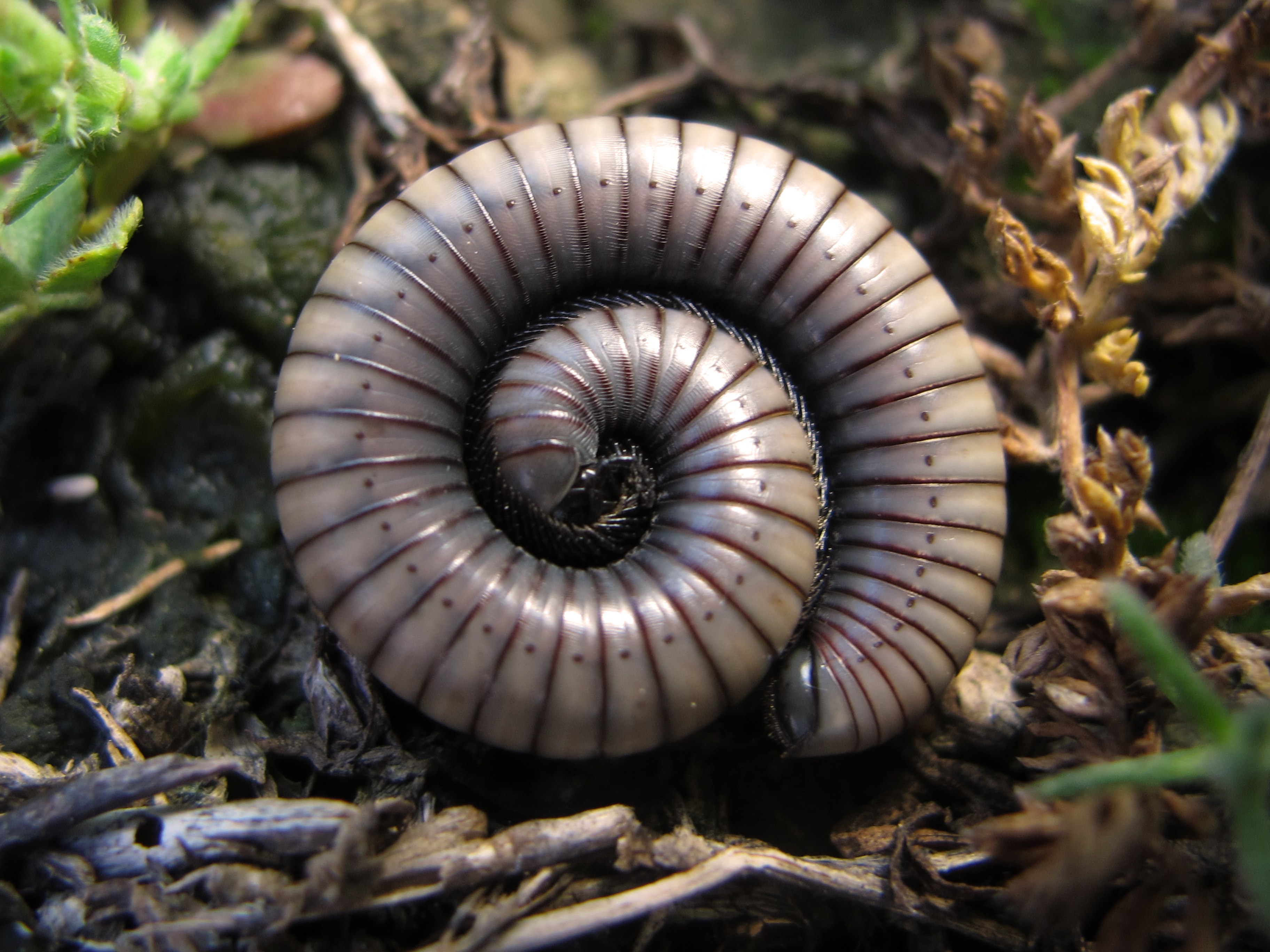 Mažasis šimtakojis