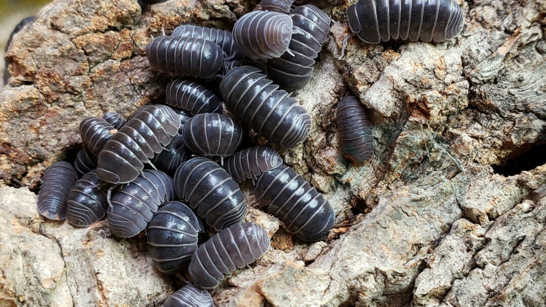 Ispaniškieji vėdarėliai