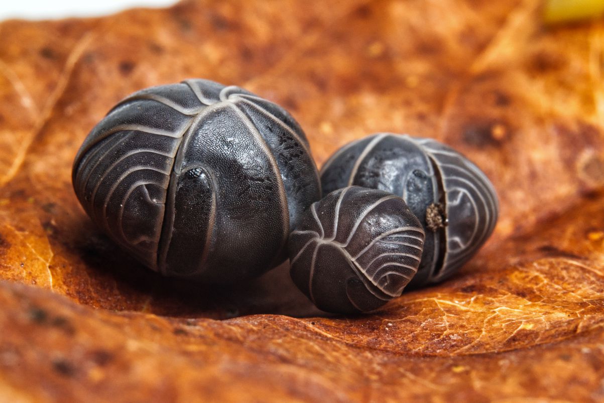 Ispaniškieji vėdarėliai