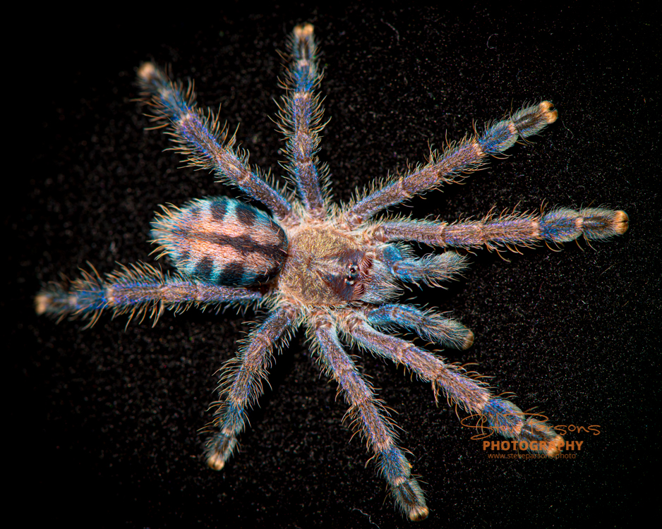 Puerto Riko rožinpirštys tarantulas