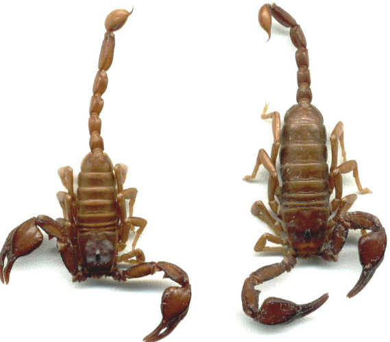 Nykštukinis Karpatų skorpionas