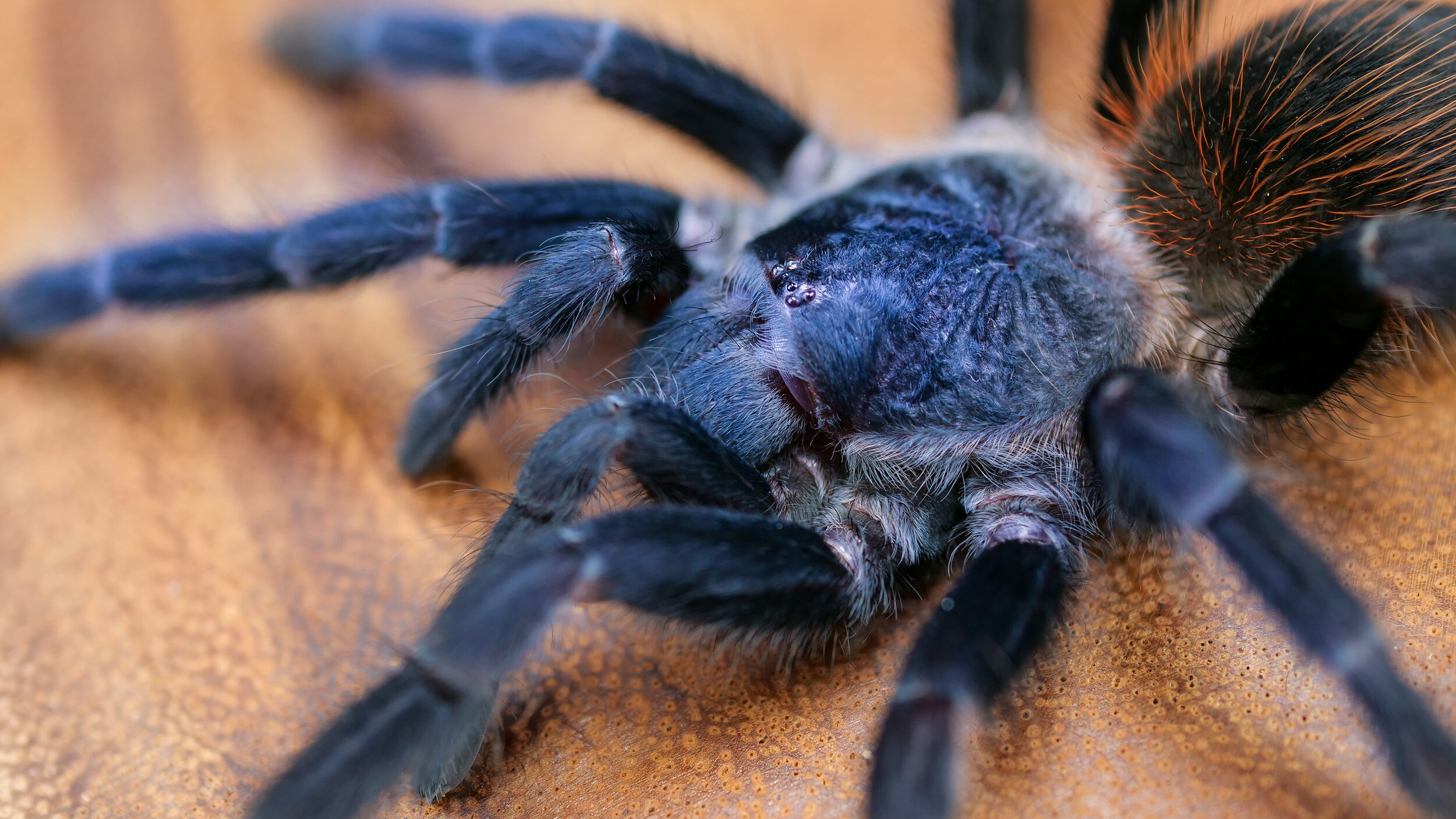 Mėlynasis tarantulas