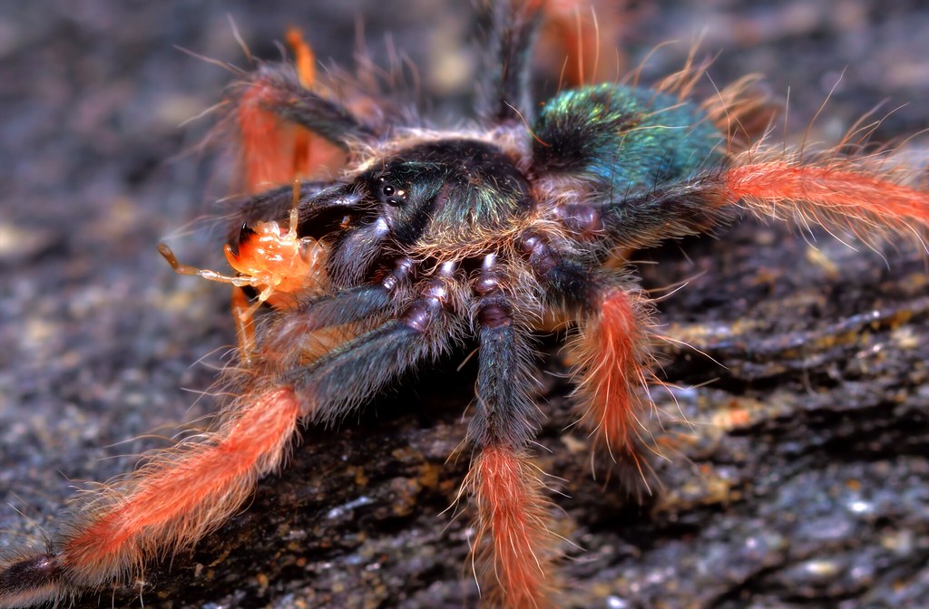Panamos tarantulas