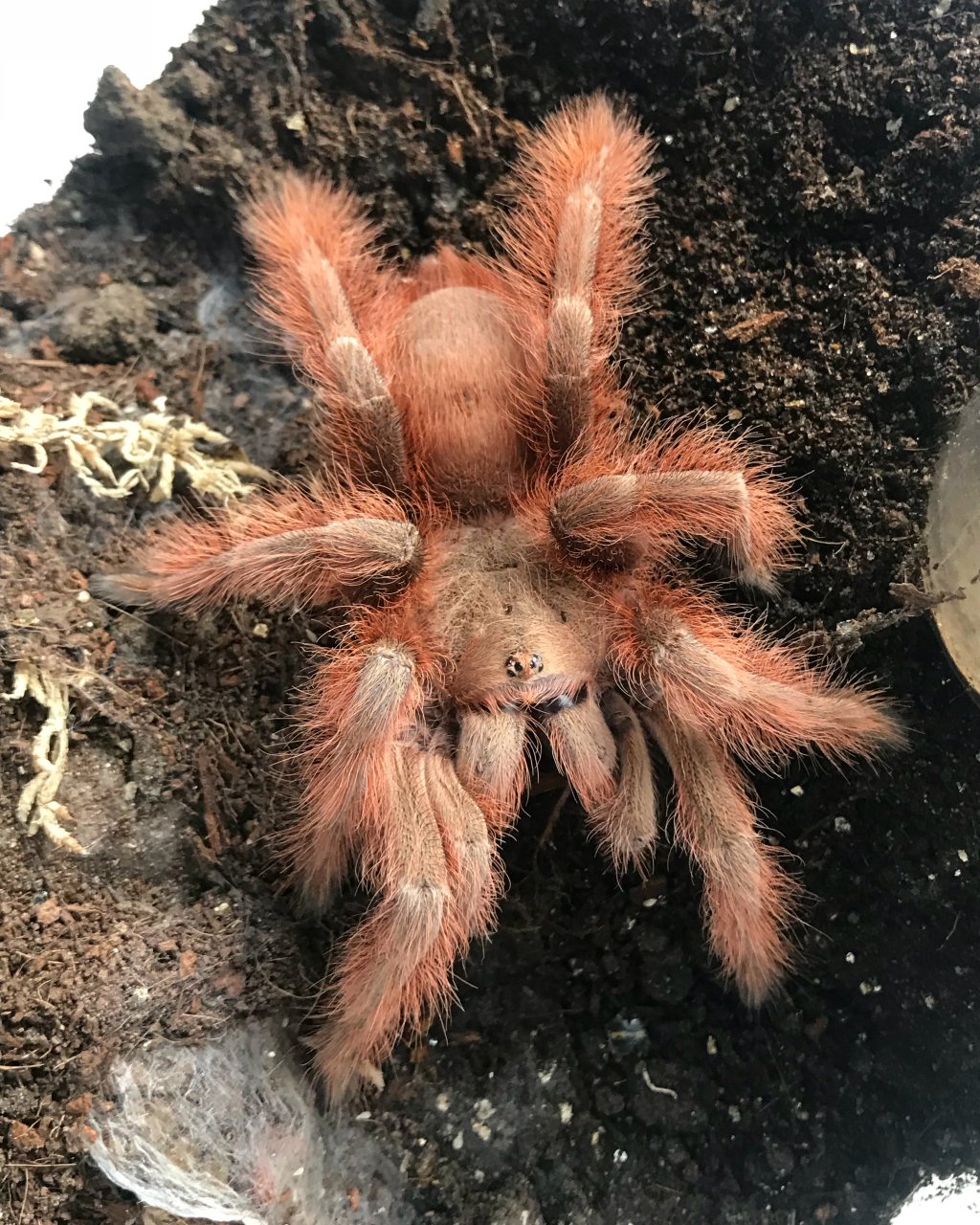 Didysis Brazilijos tarantulas